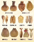 月经期间可以吃鱼胶(为啥不能在月经吃鱼胶)